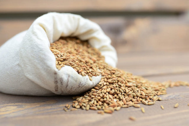 Chicchi di grano accanto a un sacco di tessuto
