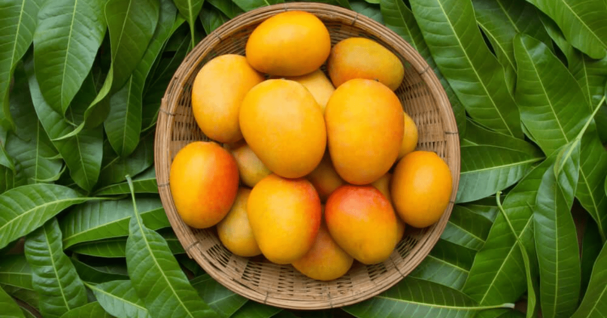 Tutto quello che devi sapere sul mango: proprietà nutrizionali, benefici e come usarlo in cucina - SicilyAddict