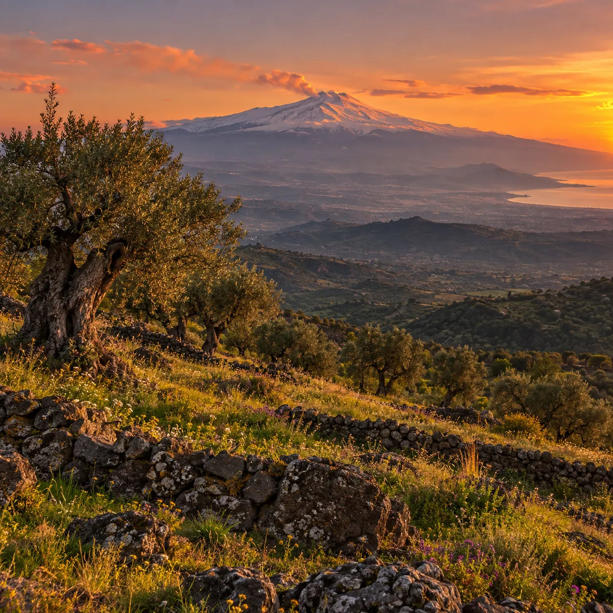 Etna innevato al tramonto visto dalle colline dei Nebrodi, tra ulivi e muretti in pietra lavica
