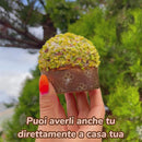 Co -ChyGlain Chocolate Panettone et Ciokobueno 150g Hazelnuts