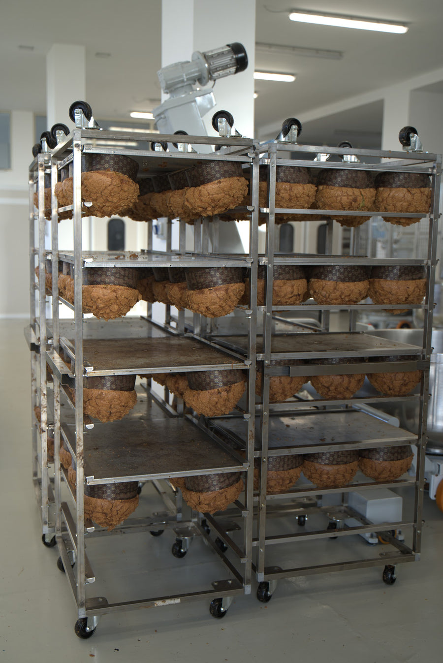 Carrelli di panettoni appena sfornati nel laboratorio
